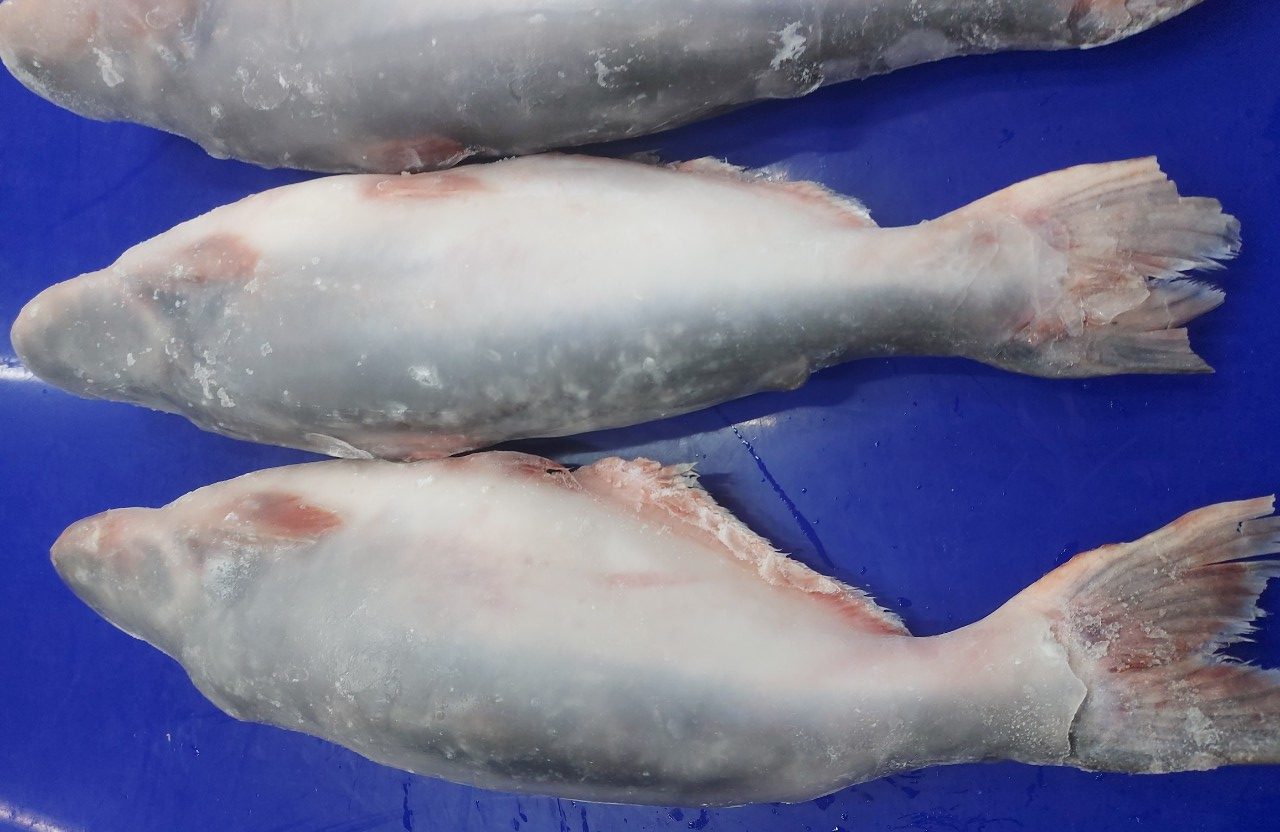 Frozen Whole Basa Fish