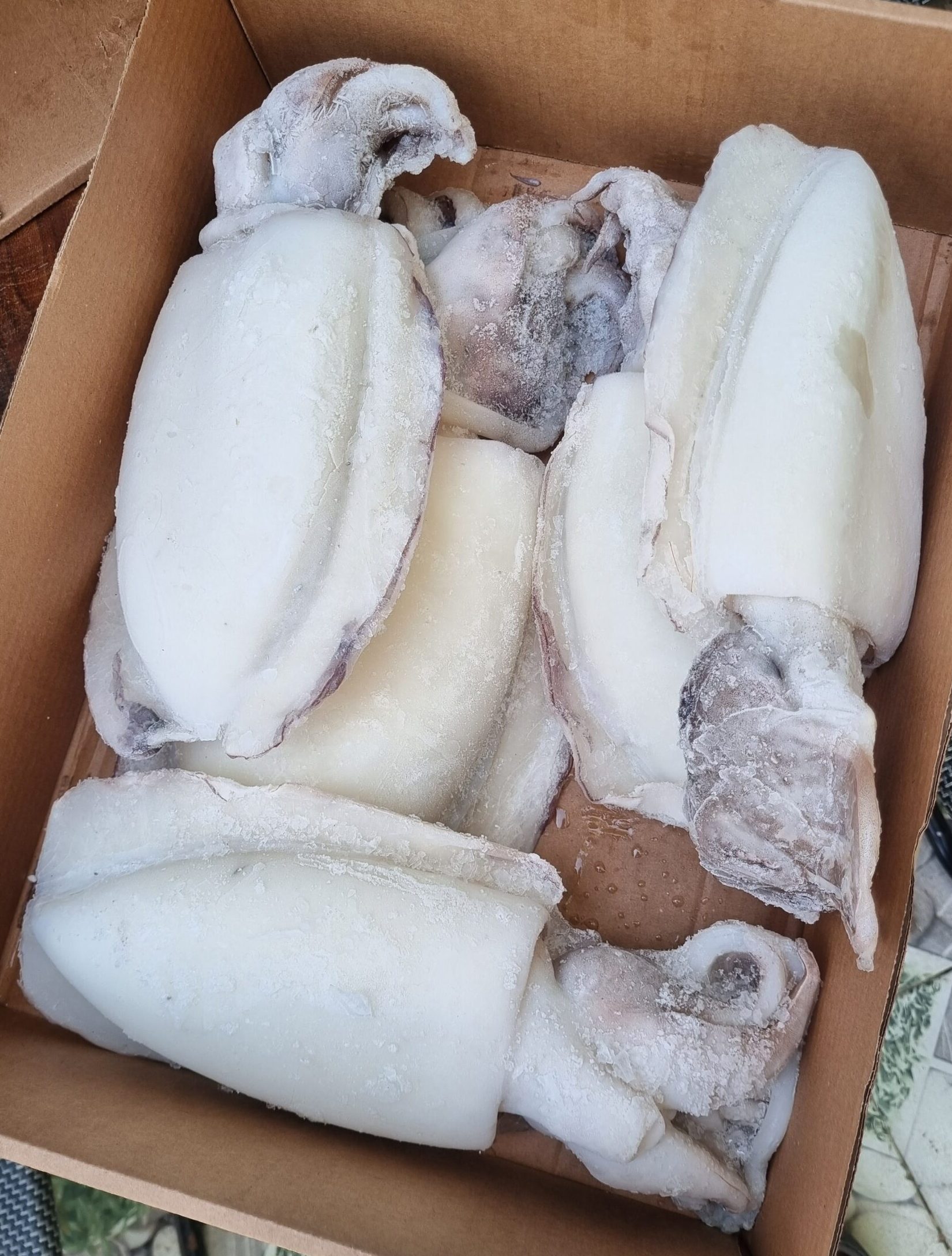 Frozen Cleaned Cuttlefish