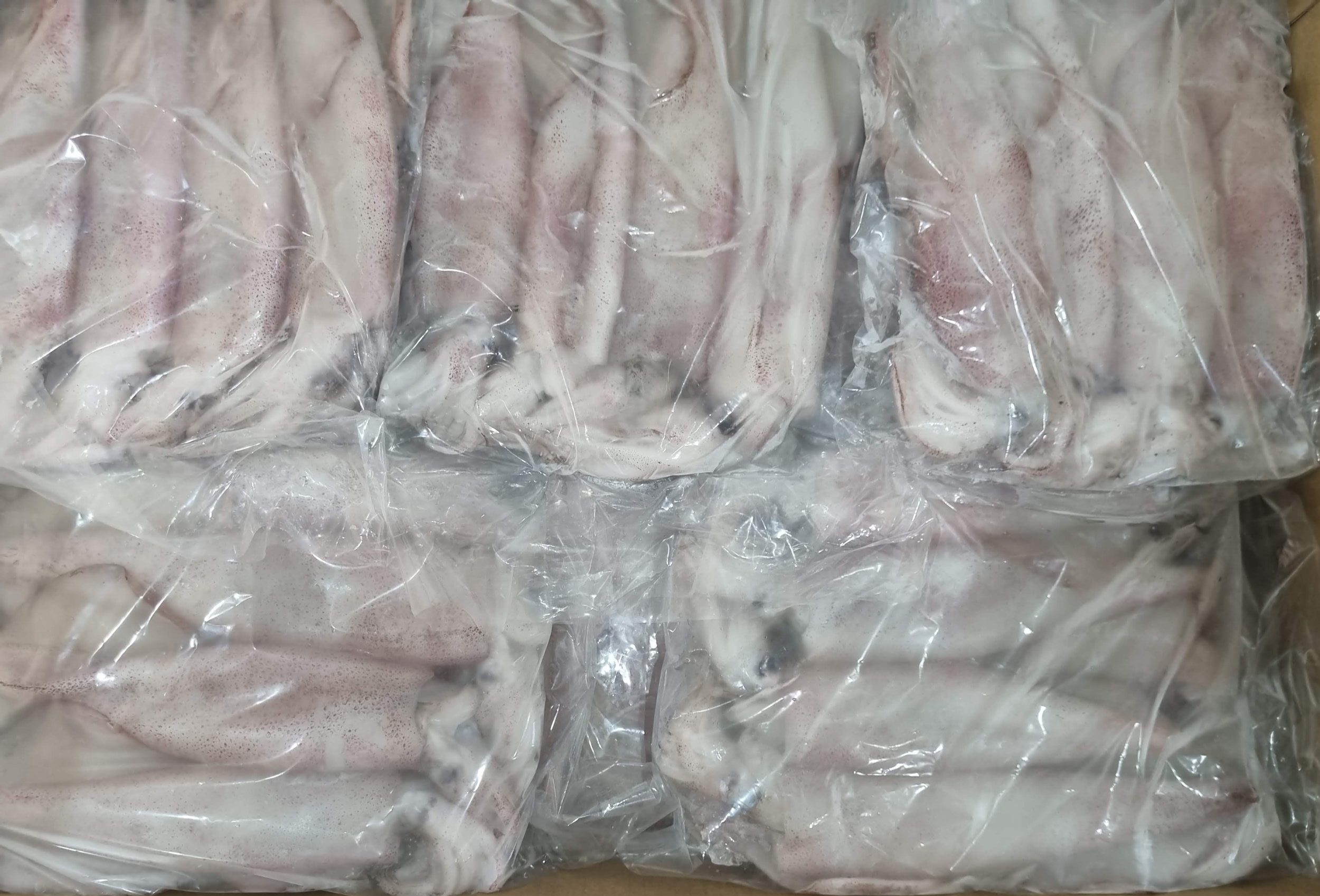 Frozen Whole Squid