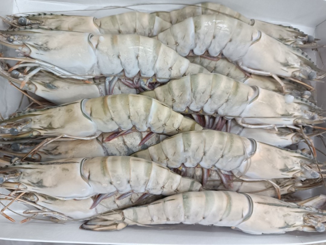 Frozen Oxy Tiger Shrimp Box