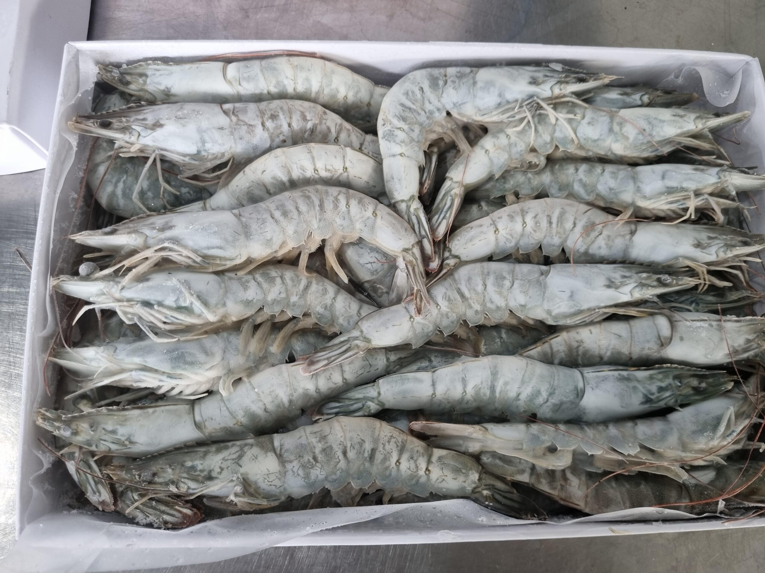 Frozen Oxy White Leg Shrimp Box