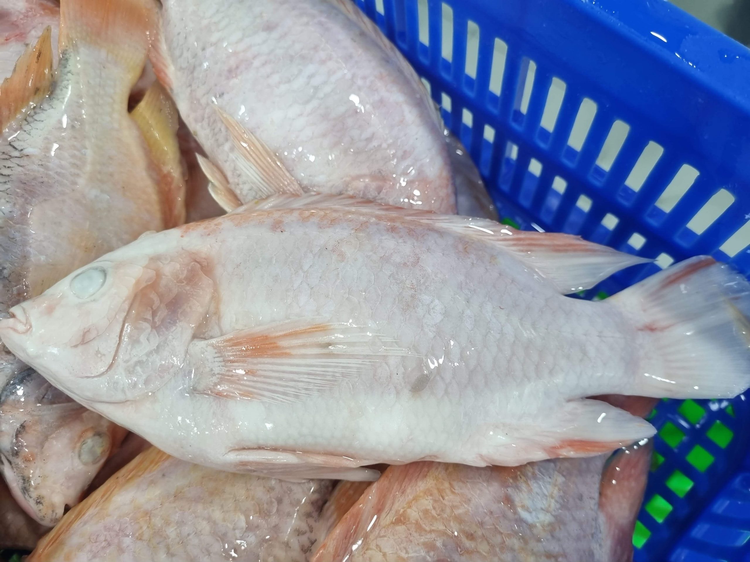 Red Tilapia