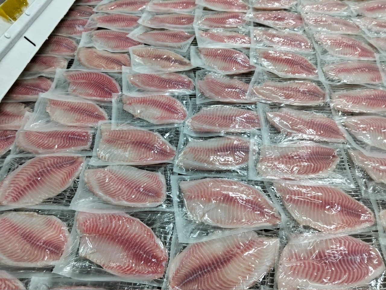 Frozen Tilapia Fillet