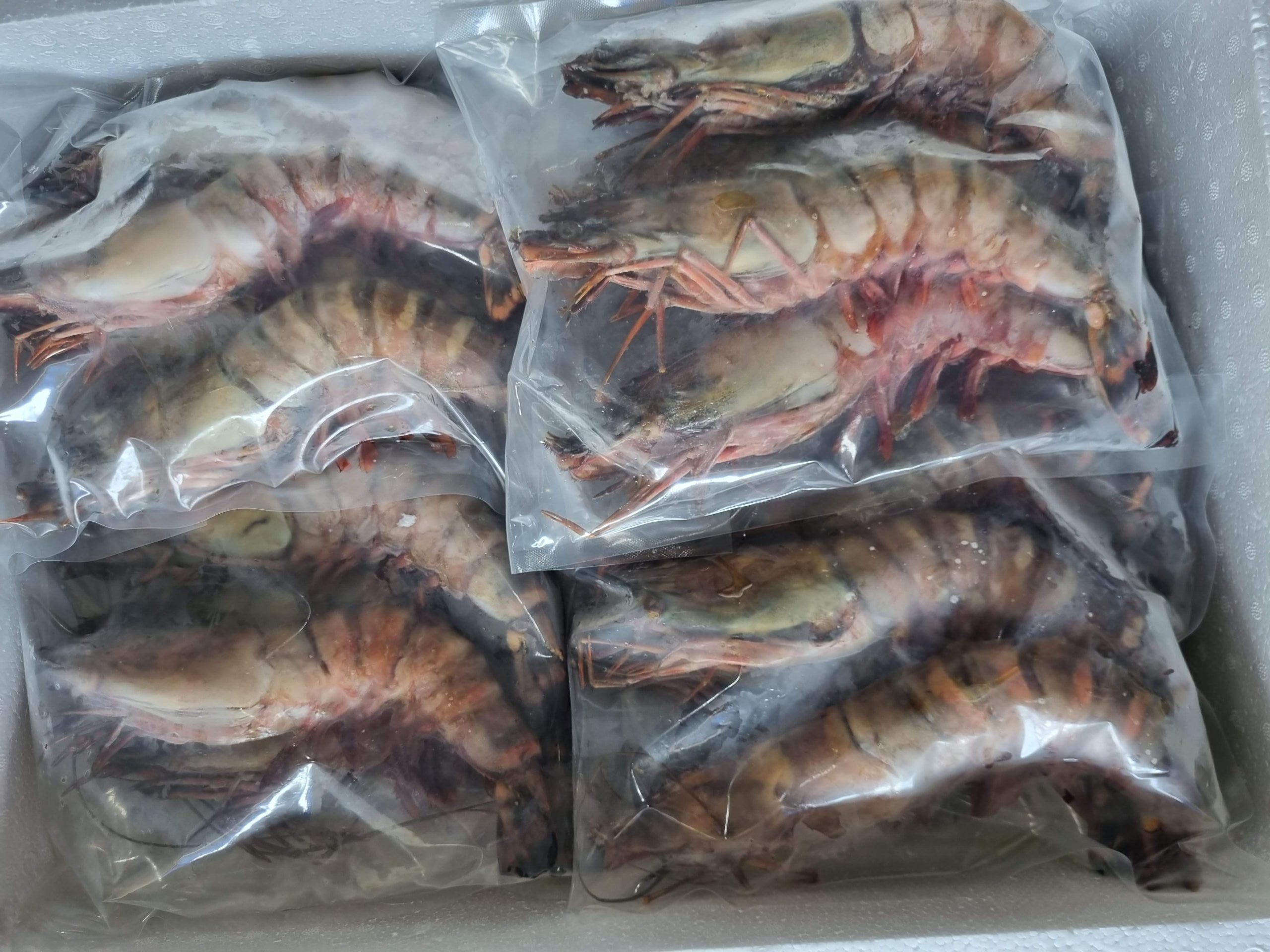 Frozen Sea Tiger Shrimp