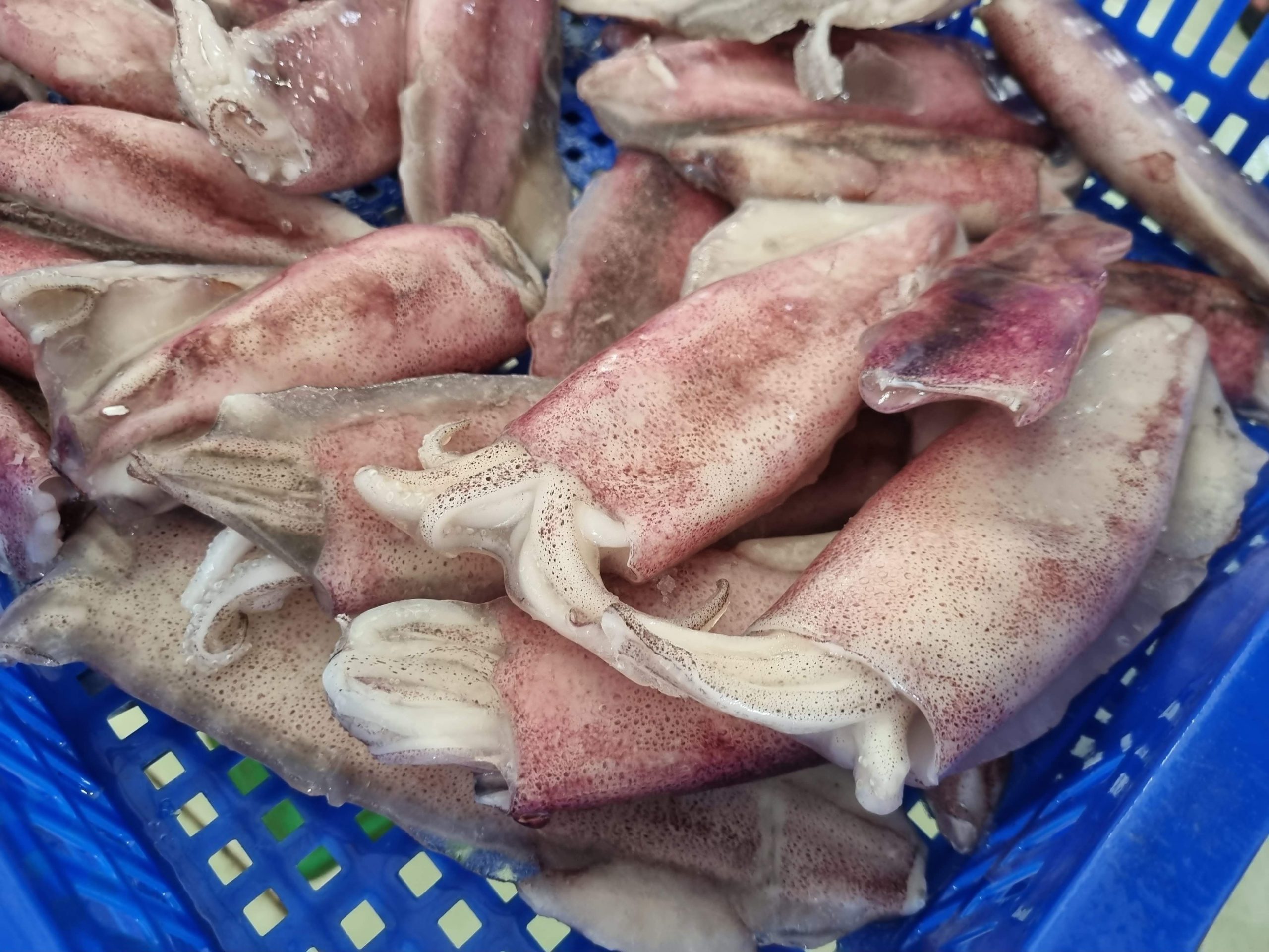 Frozen Cleaned Whole Squid