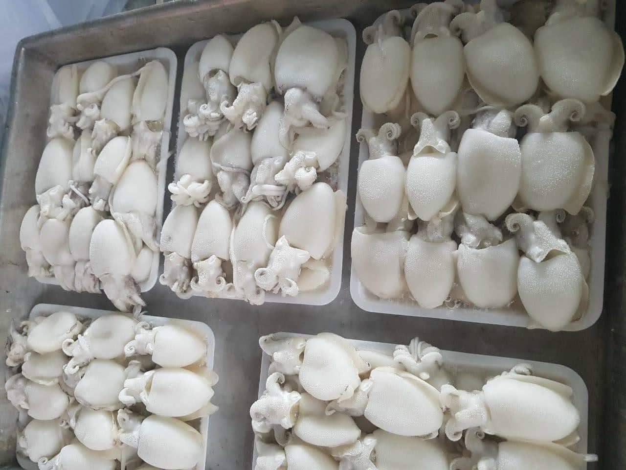 Frozen Cleaned Baby Squid
