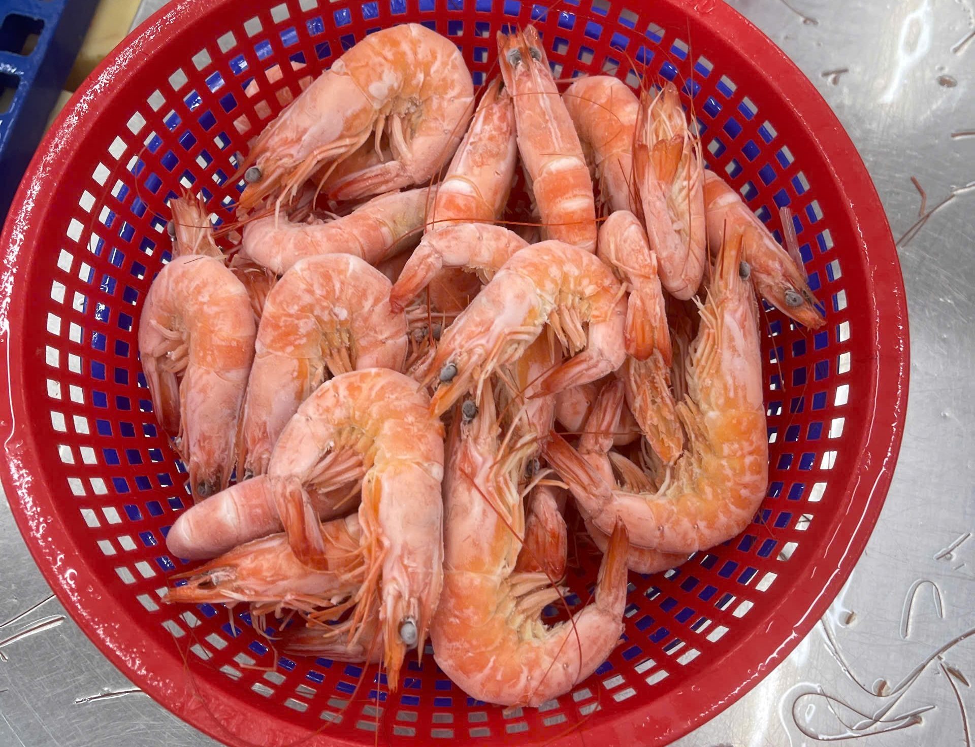 Cooked Whole White Leg Shrimp IQF