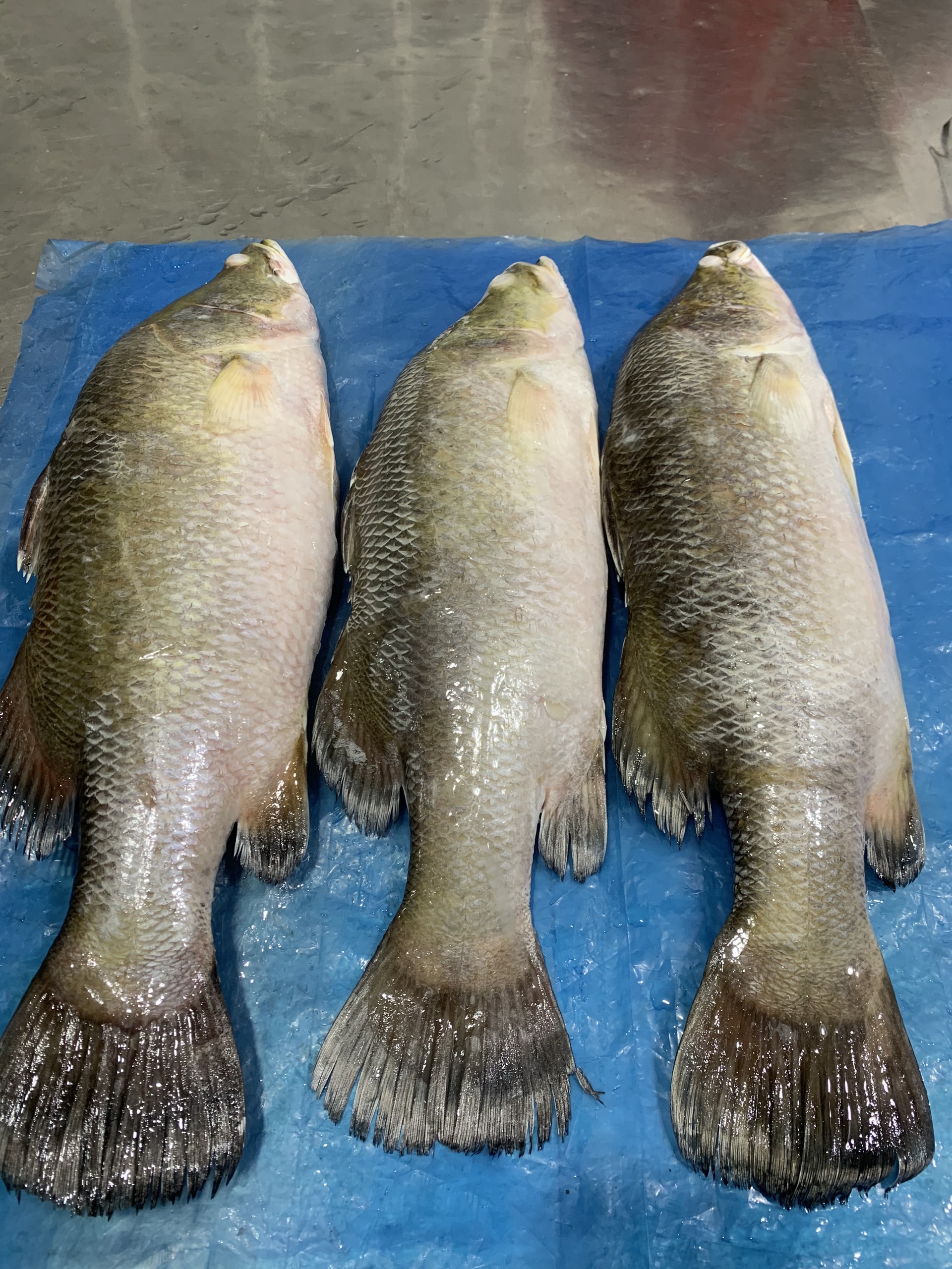 Frozen Cleaned Whole Sea Bass