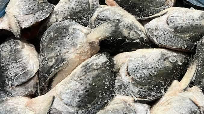Salmon Head