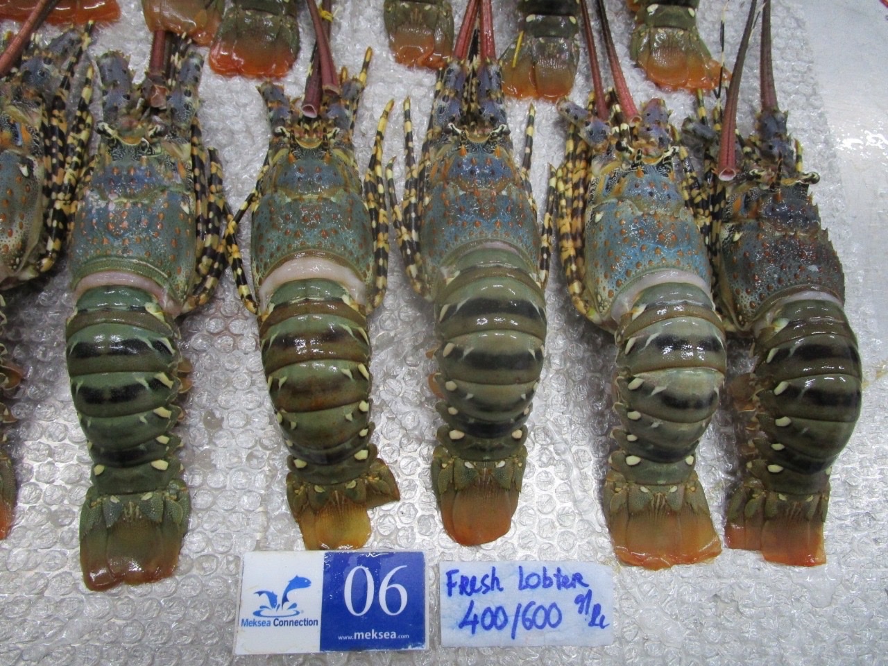 Slipper Lobster