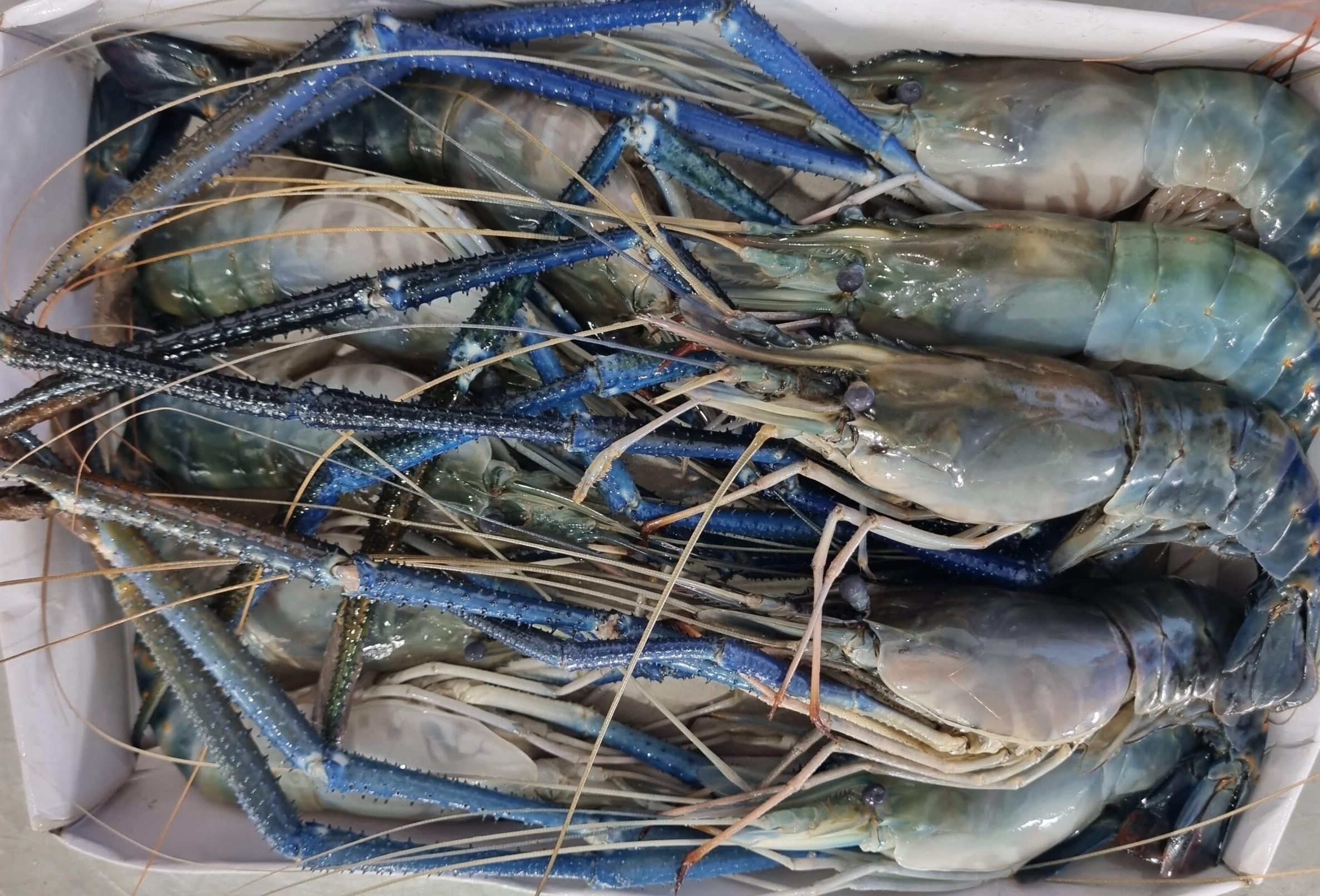 Giant Freshwater Prawn
