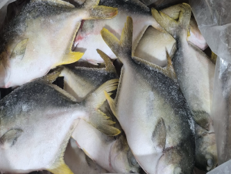 Pomfret Fish