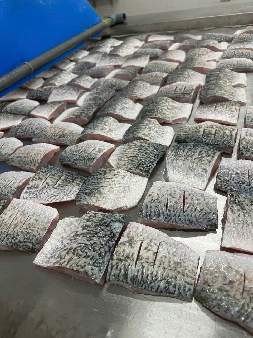 Frozen Sea Bass Fillet (Skin-on)