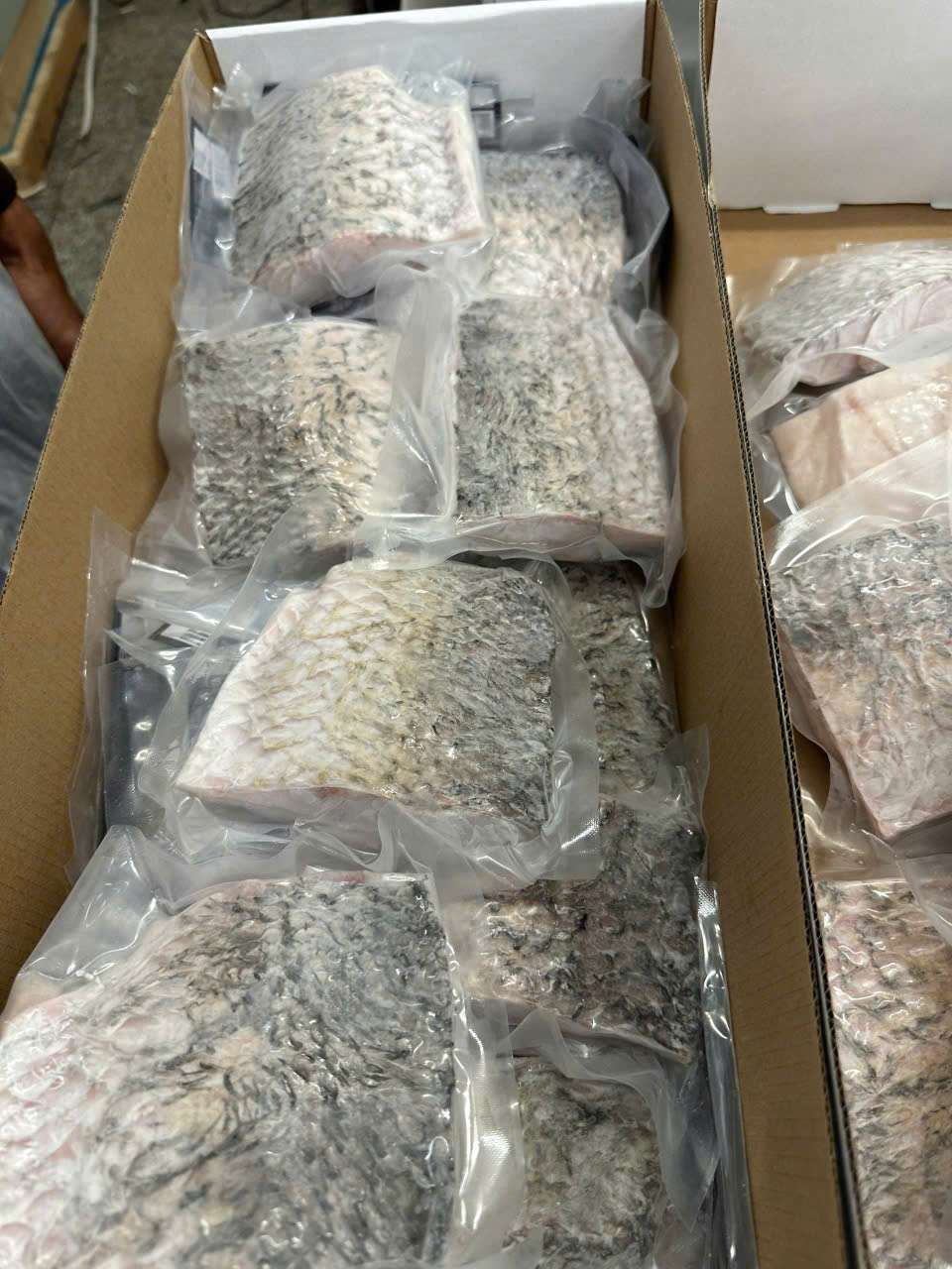 Frozen Sea Bass Fillet (Skin-on)